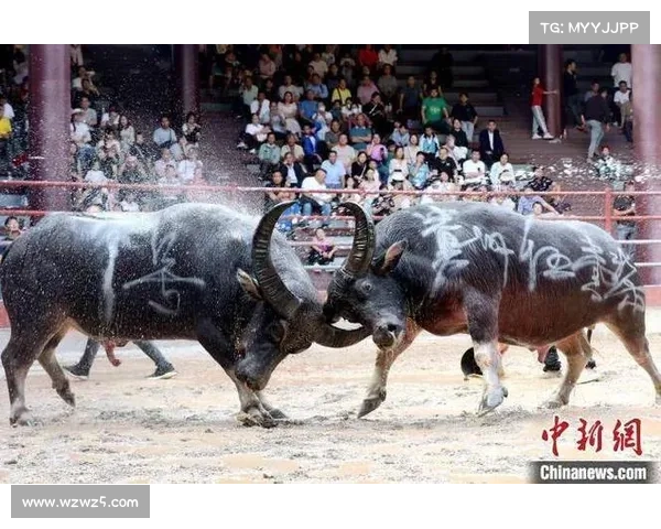 2020年斗牛比赛 2020年斗牛比赛